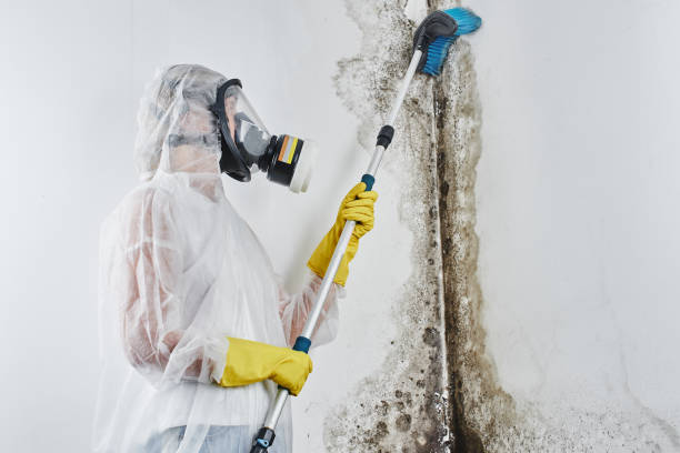 Why You Should Choose Our Mold Remediation Services in Wappingers Falls, NY